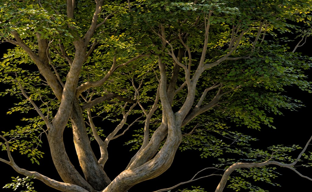 Procedural hornbeam tree created with Natsura in Houdini