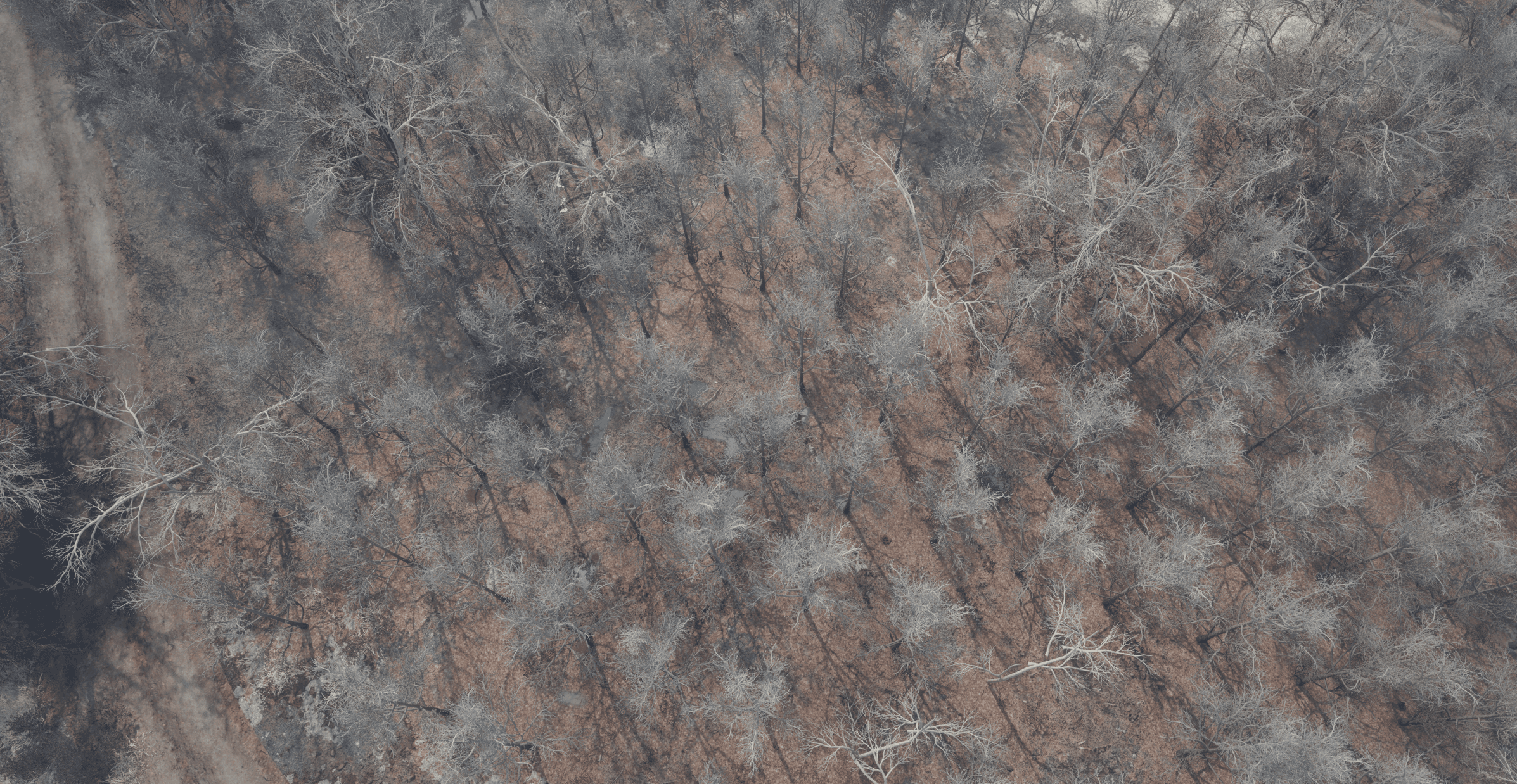 Coolant wide forest shot for games and cinematic VFX