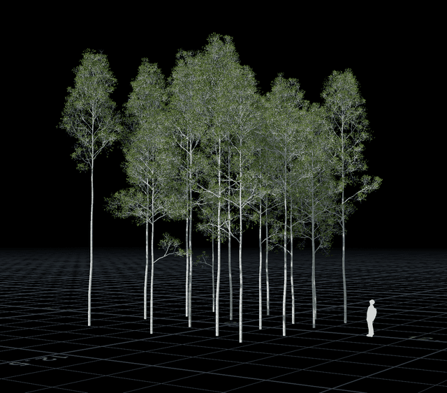 a picture of a patch of pine trees